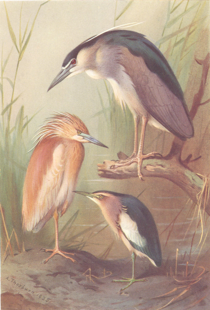 Associate Product BRITISH BIRDS. Squacco Heron; Night Heron Little; Bittern. THORBURN 1925 print