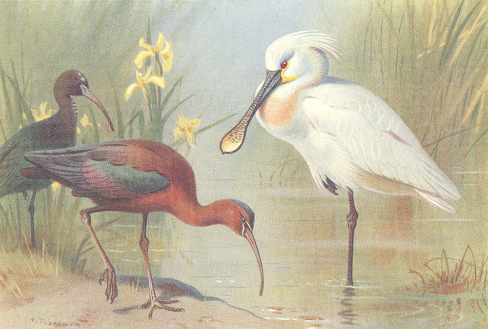 Associate Product BRITISH BIRDS. Glossy Ibis (adult and Immature) ; Spoonbill. THORBURN 1926