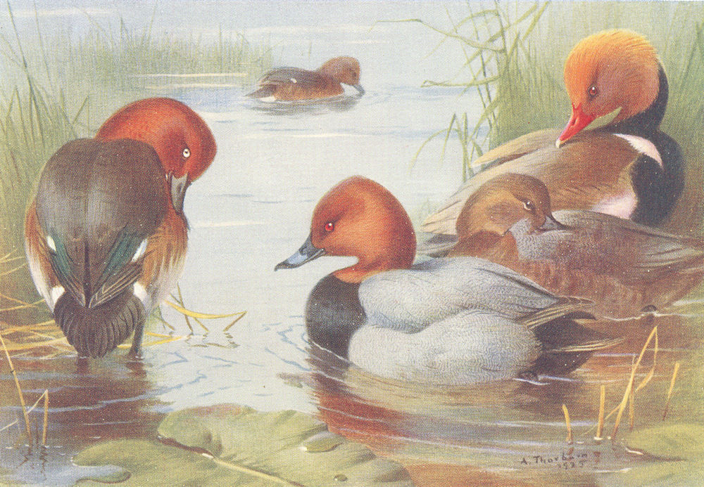 Associate Product BRITISH BIRDS. Ferruginous Duck; Common Pochard; Red-Crested. THORBURN 1926