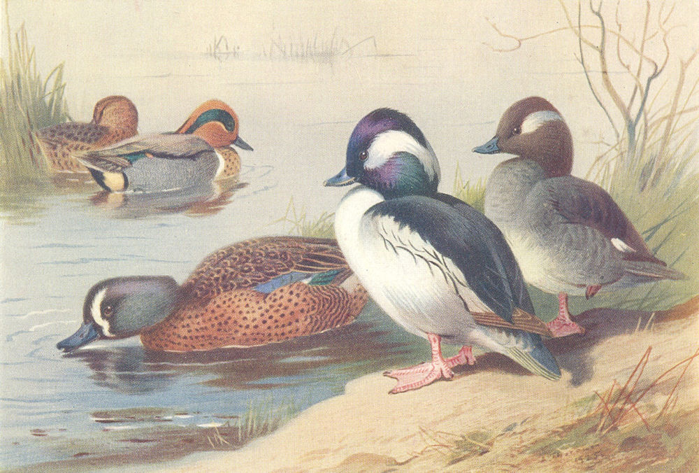 BRITISH BIRDS.American Green-Winged Teal;Blue-;Buffel-Headed Duck.THORBURN 1926