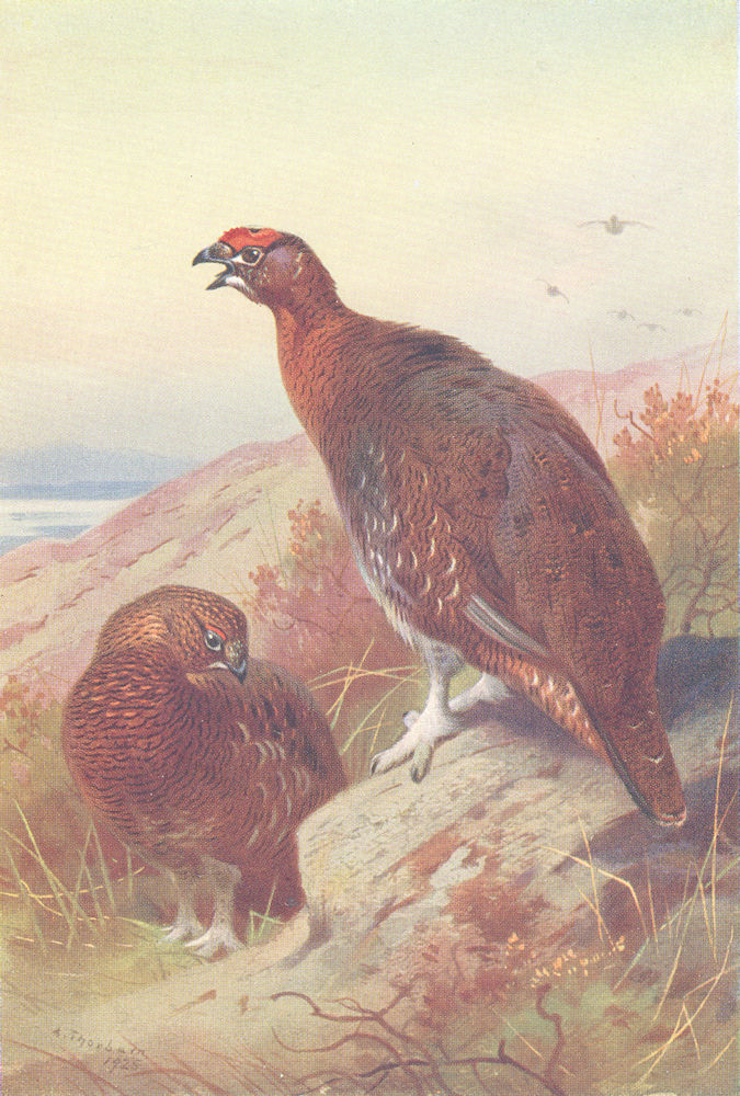 BRITISH BIRDS. Red Grouse (male and female) . THORBURN 1926 old vintage print
