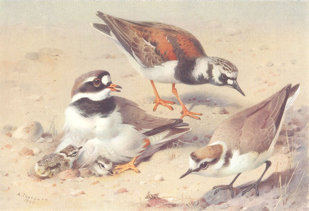 BRITISH BIRDS. Turnstone; Ringed Plover; Kentish Plover. THORBURN 1926 print