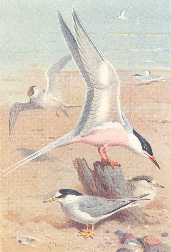 BRITISH BIRDS. Roseate Tern (adult & young) ; Little (&) . THORBURN 1926 print