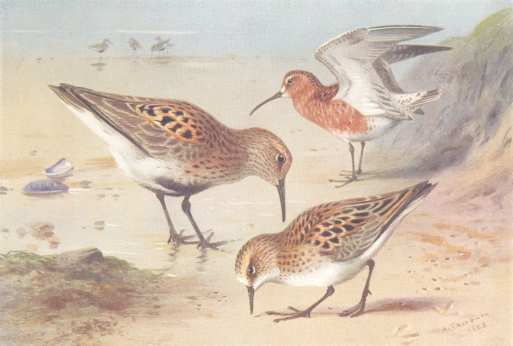 BRITISH BIRDS. Dunlin; Curlew-Sandpiper; Little Stint. THORBURN 1926 old print