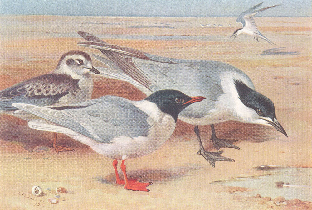 BRITISH BIRDS. Little Gull and young; Gull-Billed Tern. THORBURN 1926 print