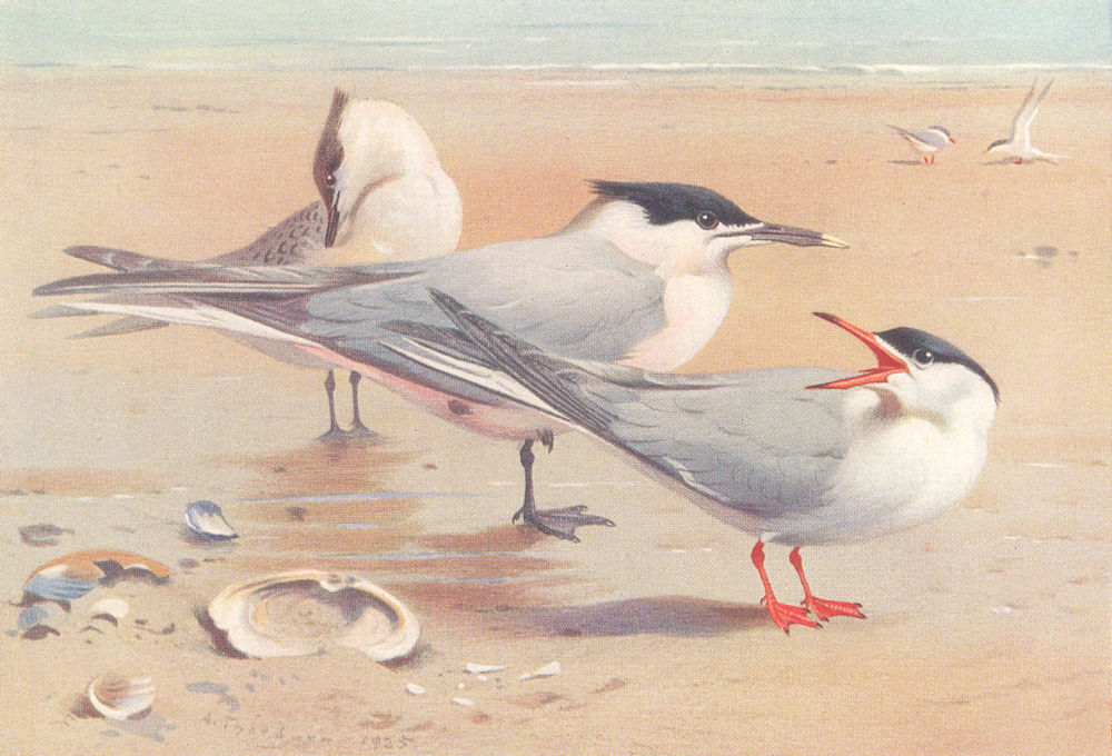 BRITISH BIRDS. Sandwich Tern (adult and young) ; Common Tern. THORBURN 1926