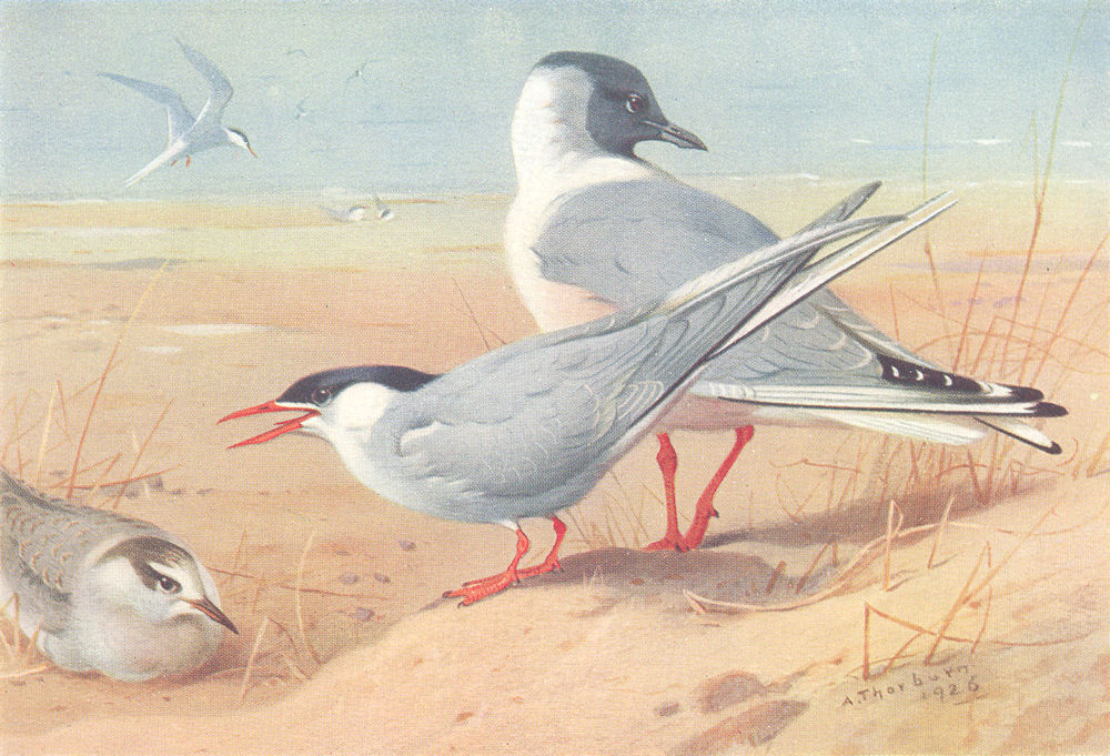 BRITISH BIRDS. Arctic Tern and young; Bonaparte's Gull. THORBURN 1926 print