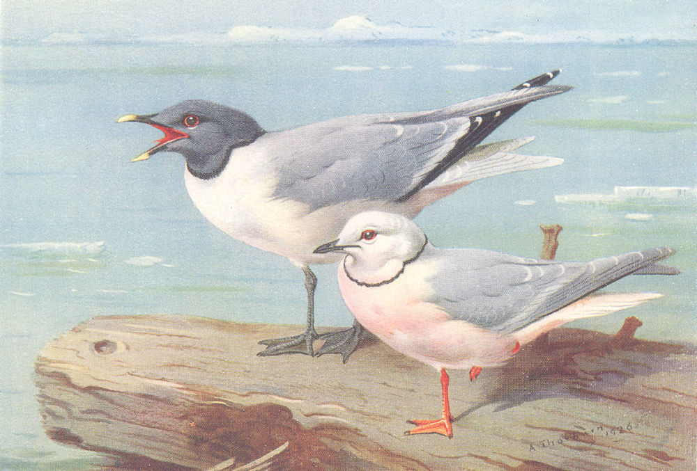 BRITISH BIRDS. Sabine's Gull; Wedge-Tailed Gull. THORBURN 1926 old print