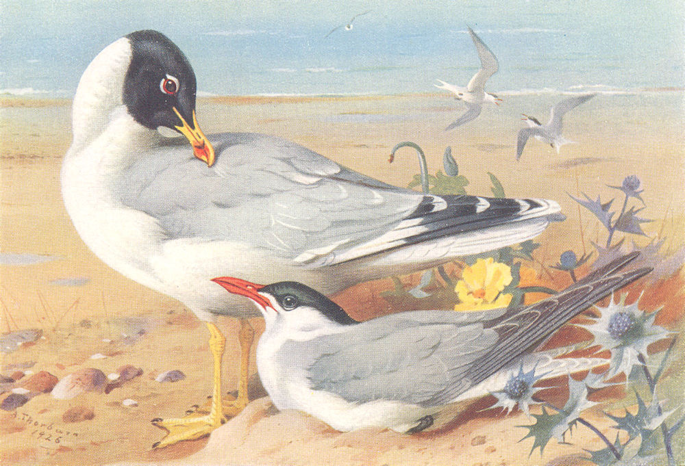BRITISH BIRDS. Great Black-Headed Gull; Caspian Tern. THORBURN 1926 old print