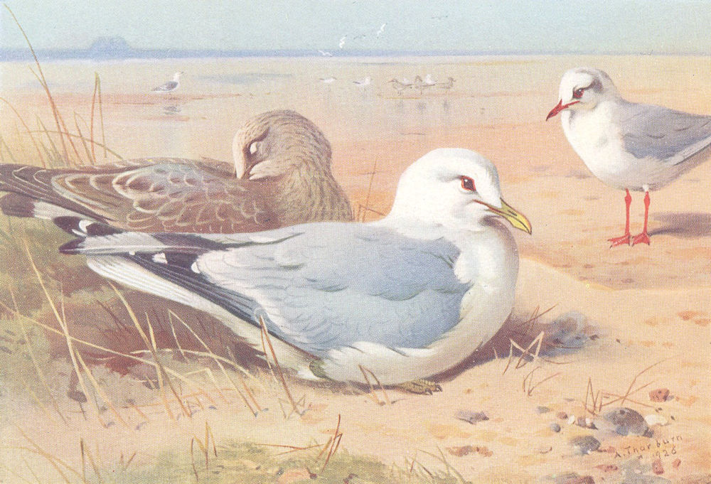 BRITISH BIRDS. Common Gull and young; Black-Headed Gull. THORBURN 1926 print