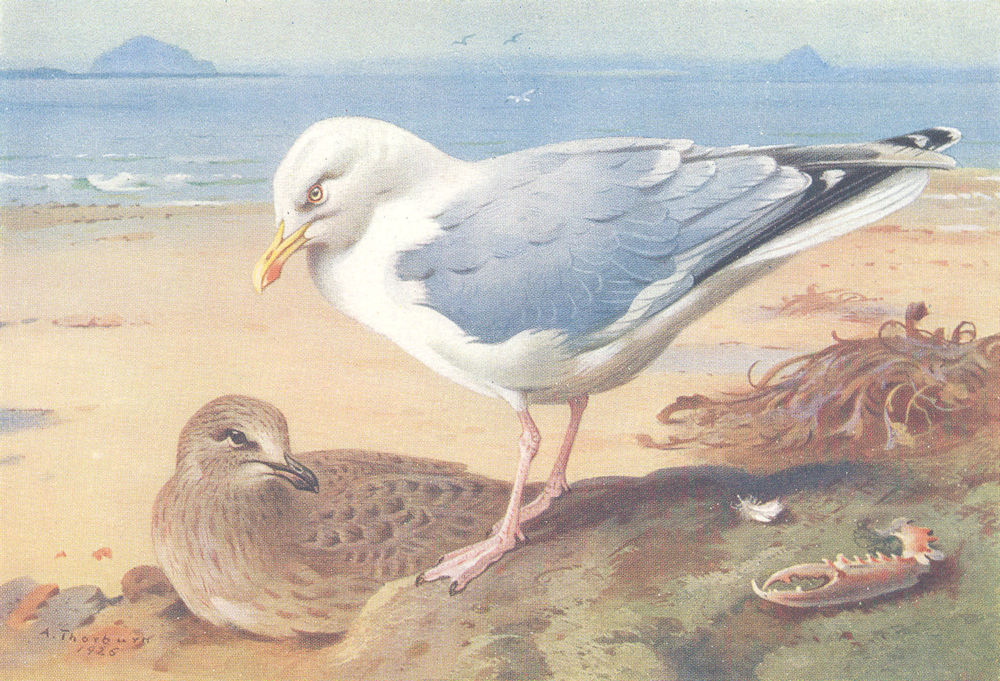 BRITISH BIRDS. Herring-Gull (adult and young) . THORBURN 1926 old print