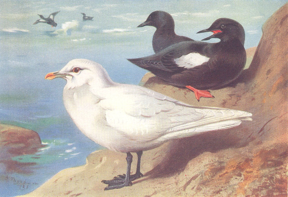 BRITISH BIRDS. Ivory Gull; Black Guillemot (summer) . THORBURN 1926 old print