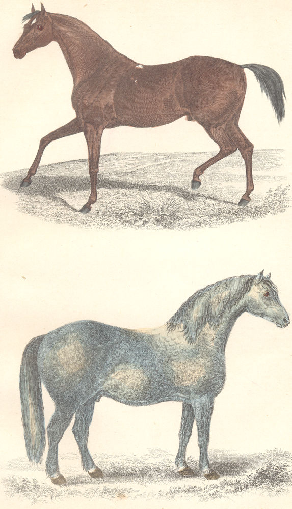 HORSES. Race Horse; Cart Horse. GOLDSMITH. Hand coloured 1870 print