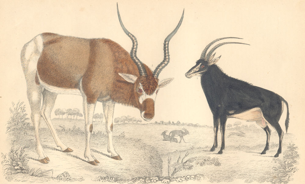 Associate Product ANTELOPES. Addax Antelope; Sable Antelope. GOLDSMITH. Hand coloured 1870 print