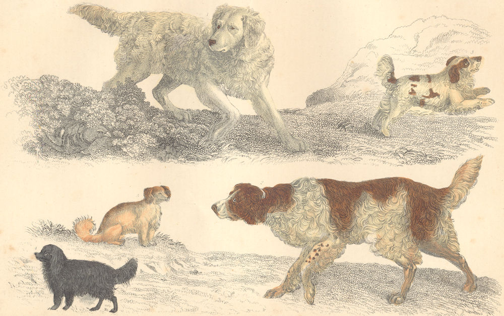 Associate Product DOGS. Old English Setter; Cocker; King Charles; Comforter. GOLDSMITH. 1870