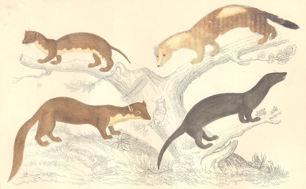MAMMALS. Weasel; Ermine (Winter) ; Pine Martin; Vison. GOLDSMITH. 1870 print