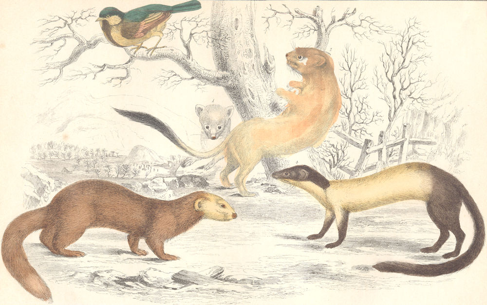 MAMMALS. Ermine (winter) ; Hardwick's weasel; Java Ferrere. GOLDSMITH. 1870