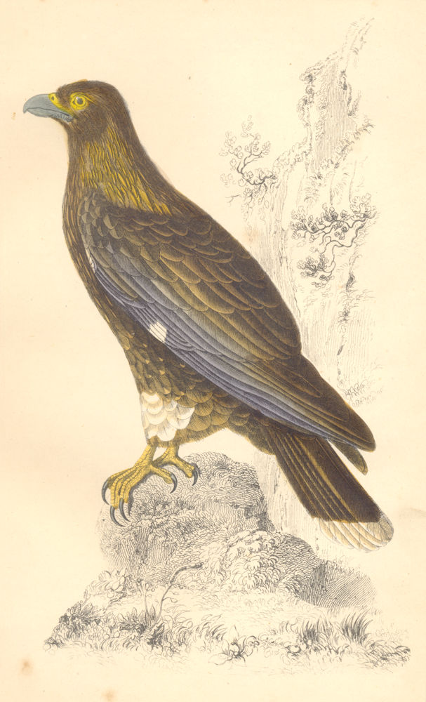 BIRDS. New Zealand Caracara. GOLDSMITH. Hand coloured 1870 antique print