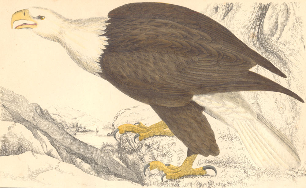 BIRDS. White-headed Eagle. GOLDSMITH. Hand coloured 1870 antique print