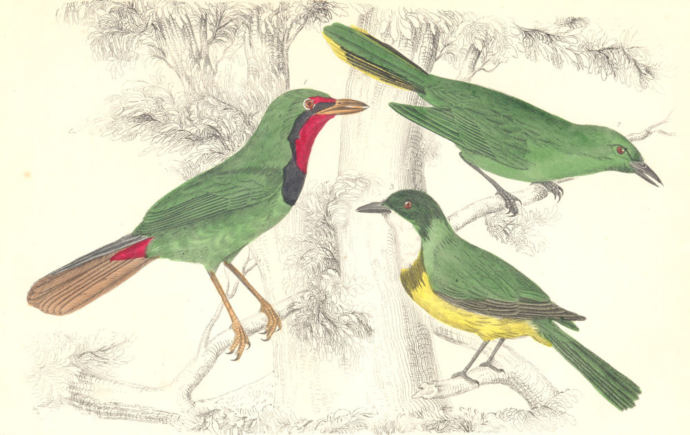 BIRDS. Green Thrush-Shrike; Bacbakiri; White-throated-GOLDSMITH. 1870 print