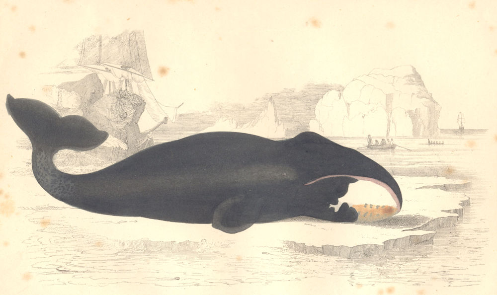 WHALES. The True Whale. GOLDSMITH. Hand coloured 1870 antique print