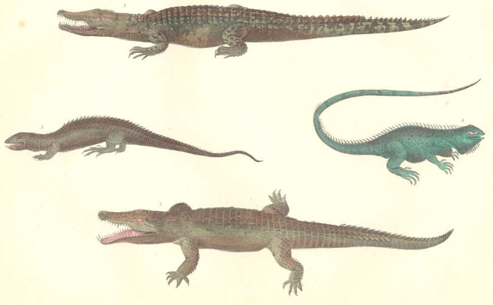 REPTILES. Crocodile Nile; Ornamented Tupinambis; Dragon Lizard; Cmn Guana 1870