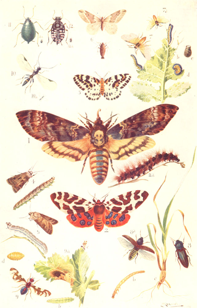 Associate Product INSECTS. Death's-head, Tiger Magpie Heart & Dart March Moth 1912 old print