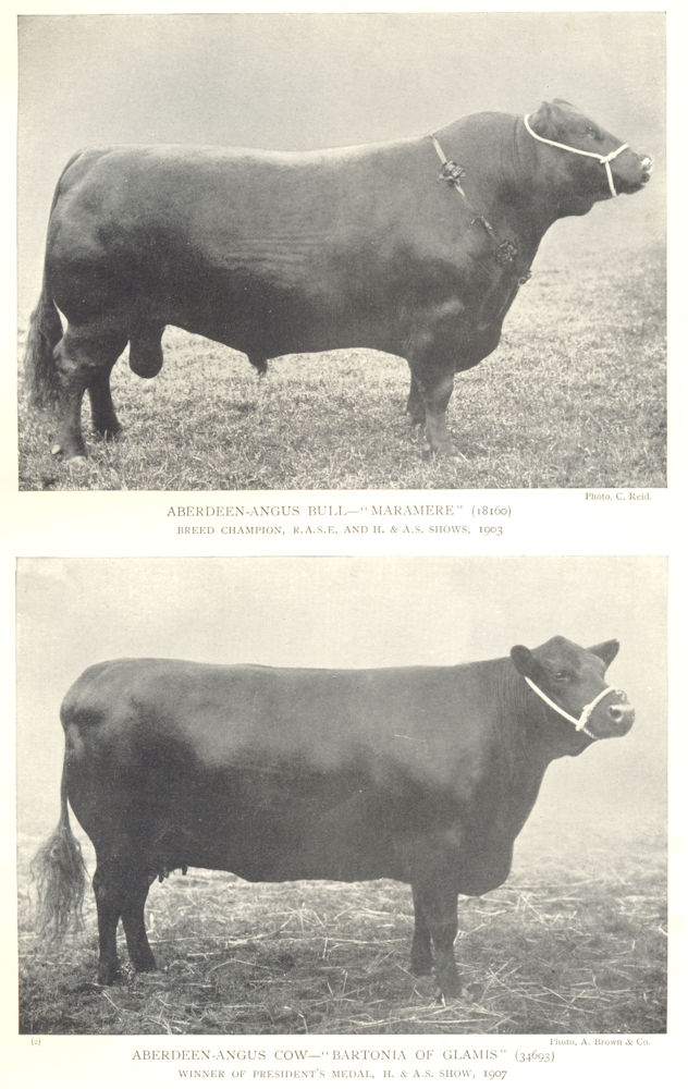 CATTLE. Aberdeen Angus Bull "Maramere" & Cow "Bartonia of Glamis" 1912 print