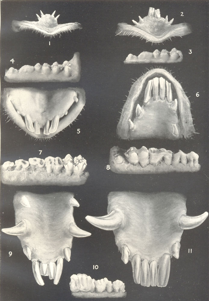AGE OF PIGS. Dentition. Incisors & molars at various ages 1912 old print