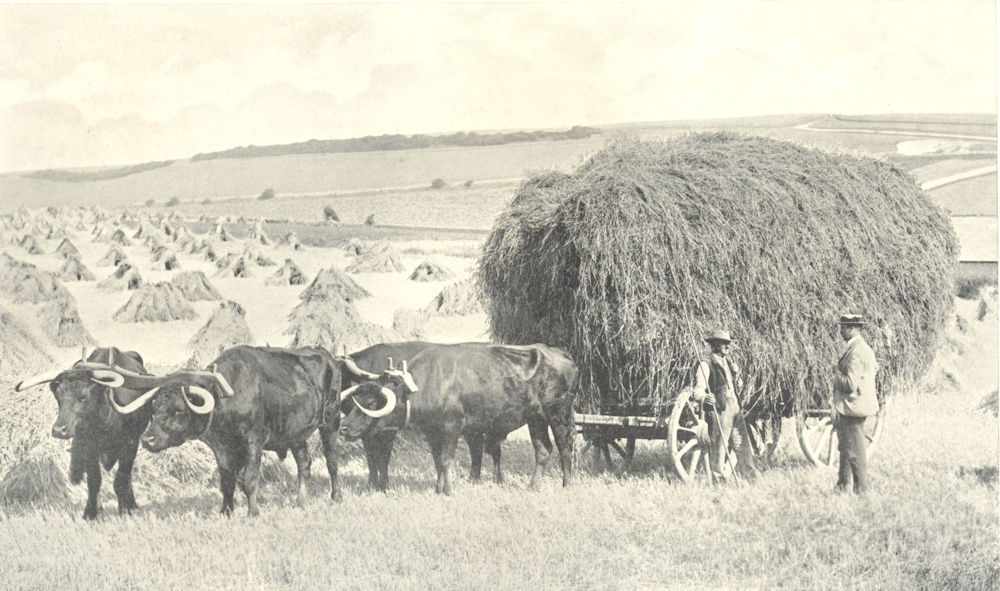 Associate Product FARMING. Sussex Draught Oxen in the Harvest Field. Cart 1912 old antique print