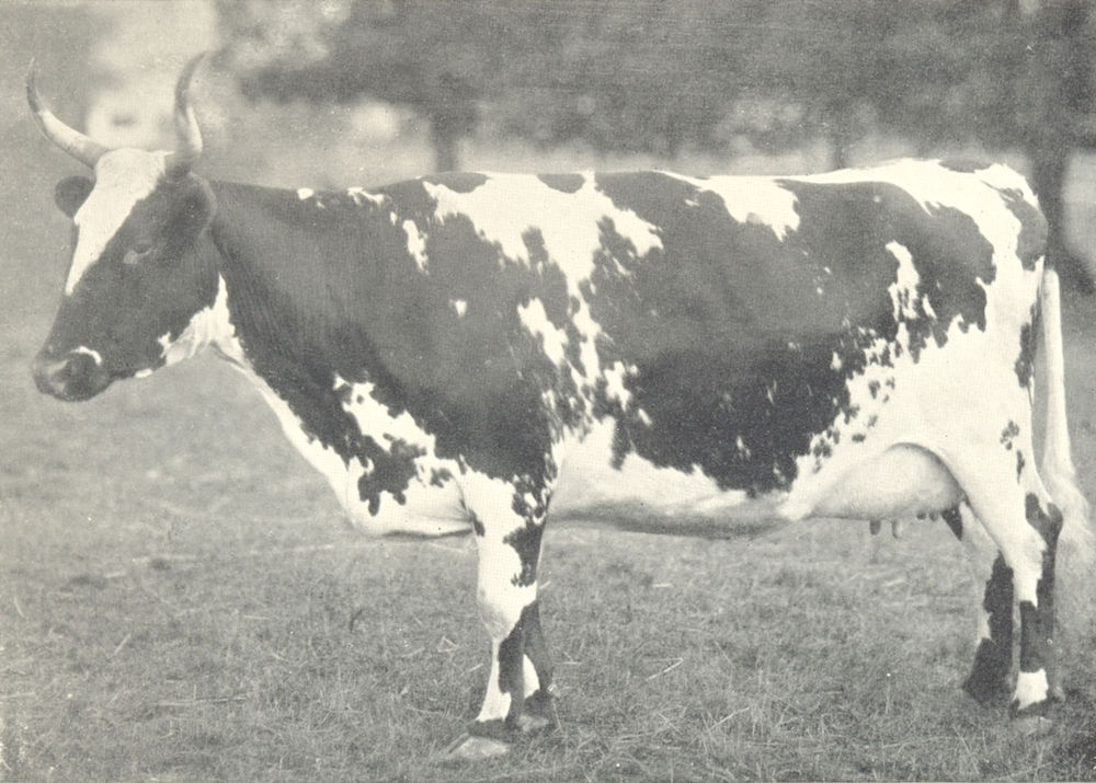 Associate Product AYRSHIRE COW. "Dairymaid"; 1st prize winner at the H&AS show, 1906 1912 print