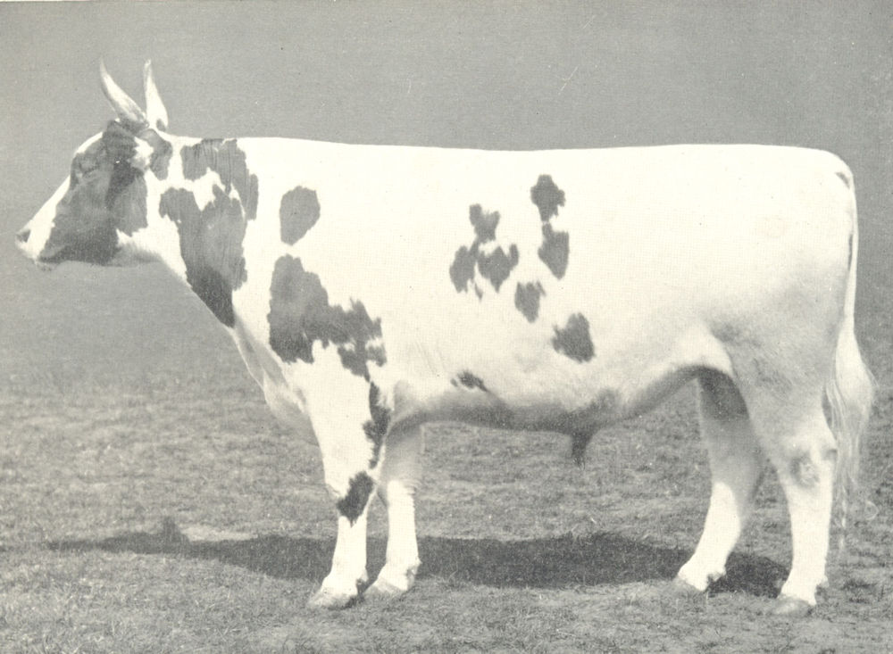 Associate Product AYRSHIRE BULL. "Spicy Sam" Champion Male, H&AS shows, 1906 and 1907 1912 print