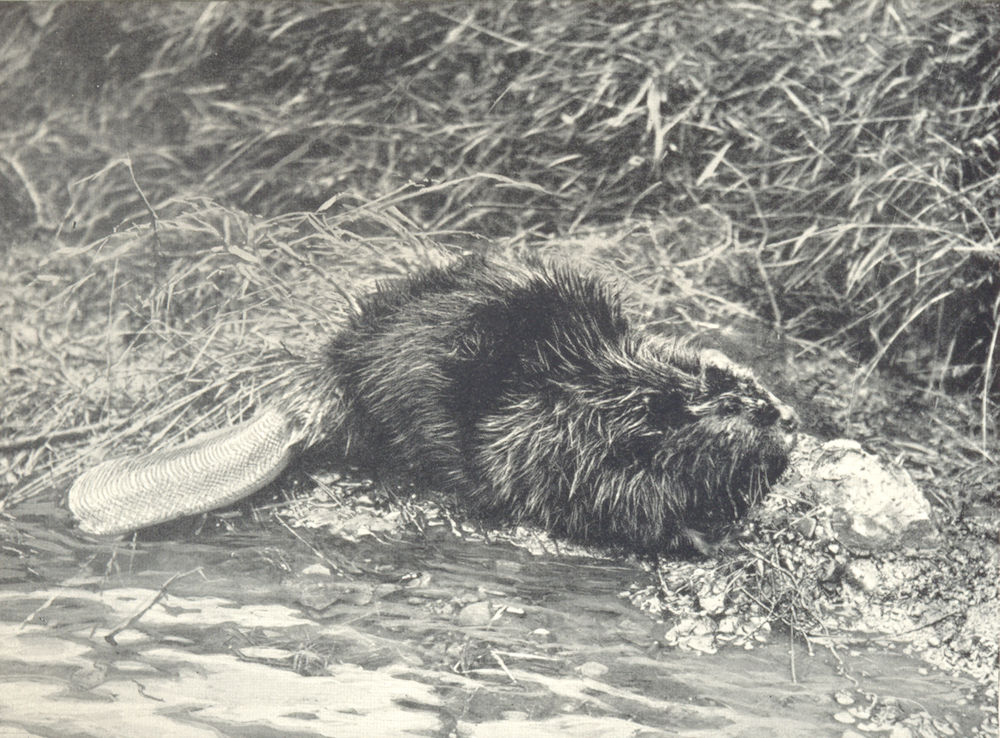 ANIMALS. A Beaver 1912 old antique vintage print picture