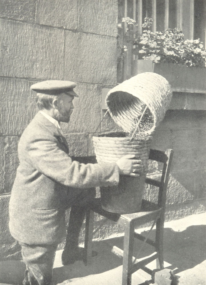 BEES AND BEE-KEEPING. Operator wearing veil & sleevelets examining hive 1912