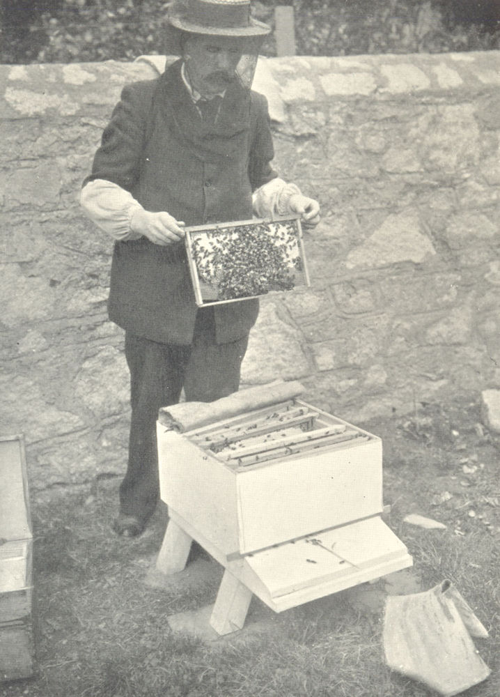 Associate Product BEES AND BEE-KEEPING. Driving Bees from A Skep 1912 old antique print picture