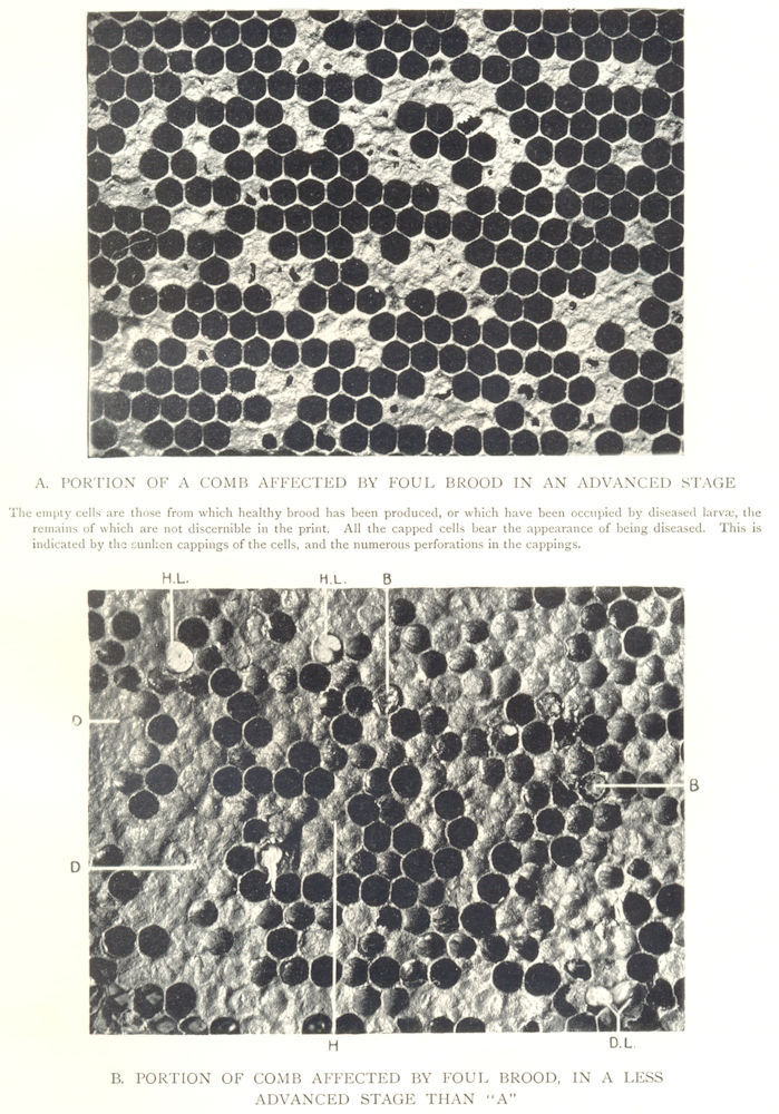 Associate Product BEES AND BEE-KEEPING. Honeycomb affected by Foul Brood 1912 old antique print