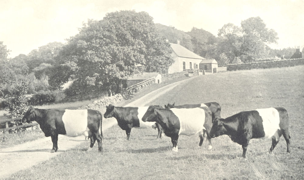Associate Product NORTHUMBERLAND. Belted Cattle; Francis Bowes Lyon, Ridley Hall 1912 old print