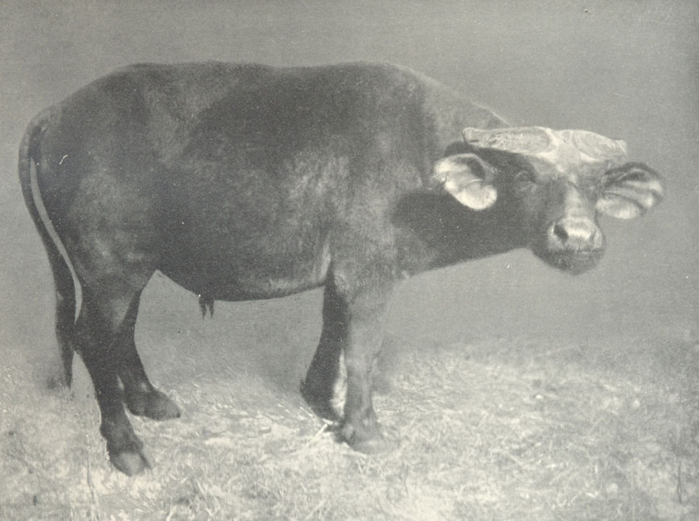 SENEGAL. West African Buffalo, from Senegal 1912 old antique print picture