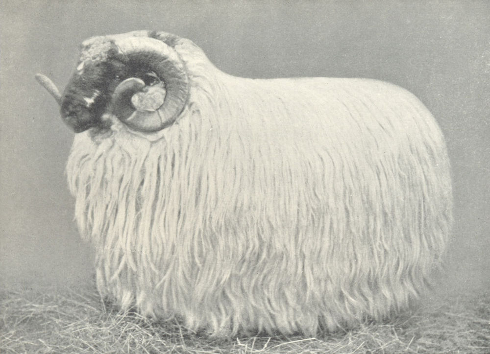Associate Product SHEEP. Blackface Shearling Ram-"Gold Hoof", Biggar show prizewinner, 1906 1912