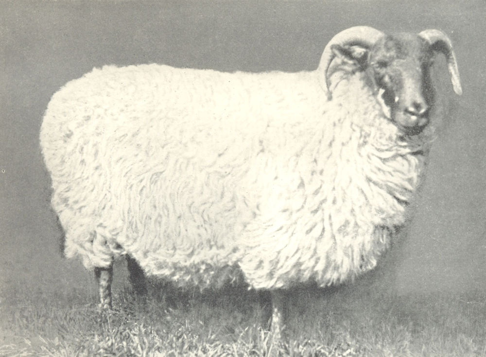 Associate Product SHEEP. Blackface Ewe-"Princess Of Wales", 1st prize, Perth, 1904 1912 print