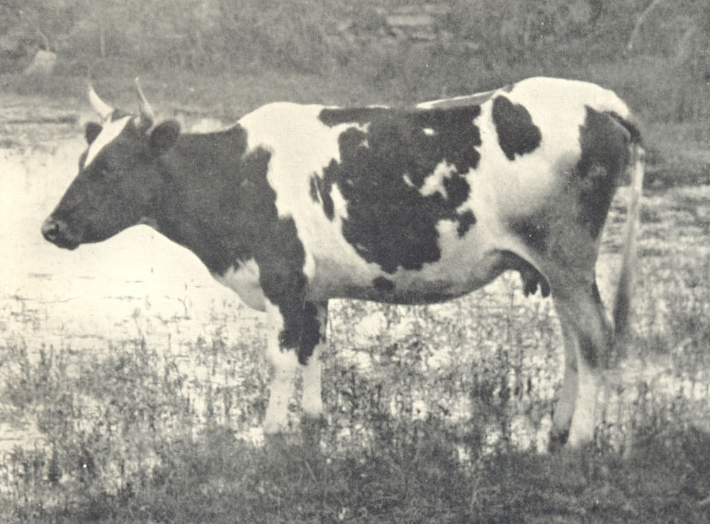 Associate Product CATTLE. Brittany Cow 1912 old antique vintage print picture