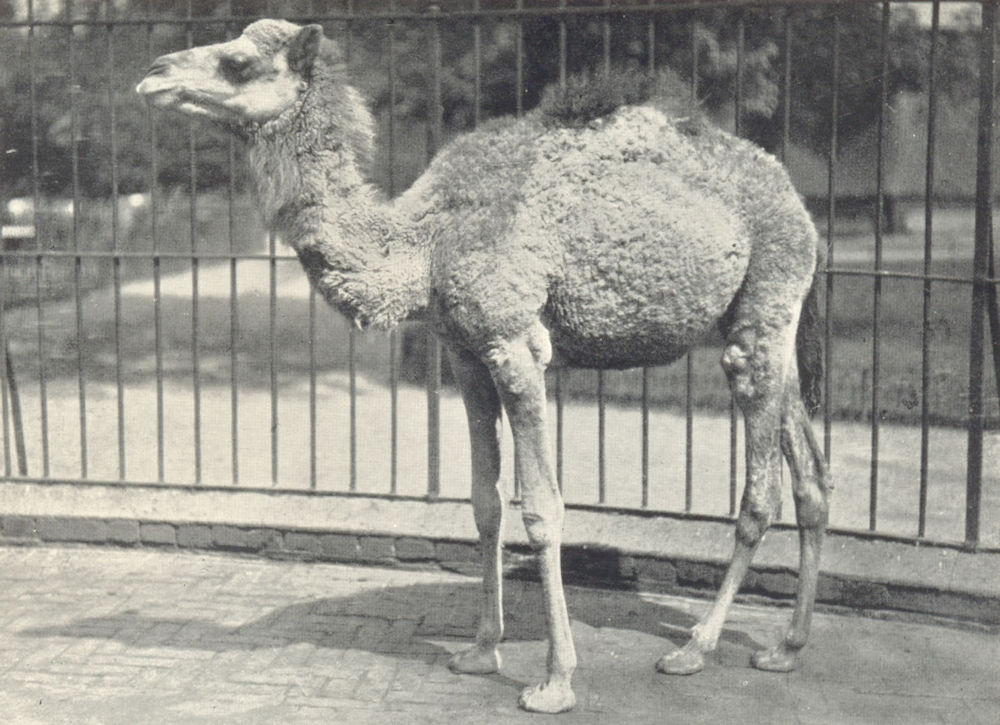 Associate Product CAMELS. Young Dromedary 1912 old antique vintage print picture