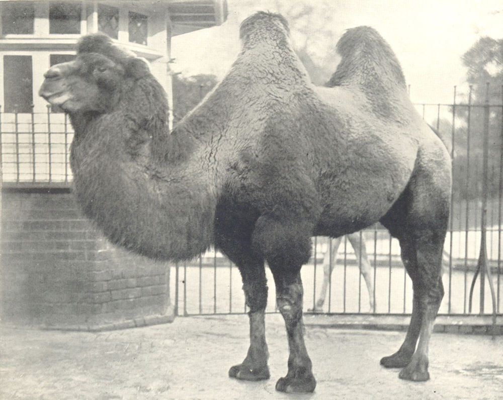 Associate Product CAMELS. Bactrian Camel 1912 old antique vintage print picture