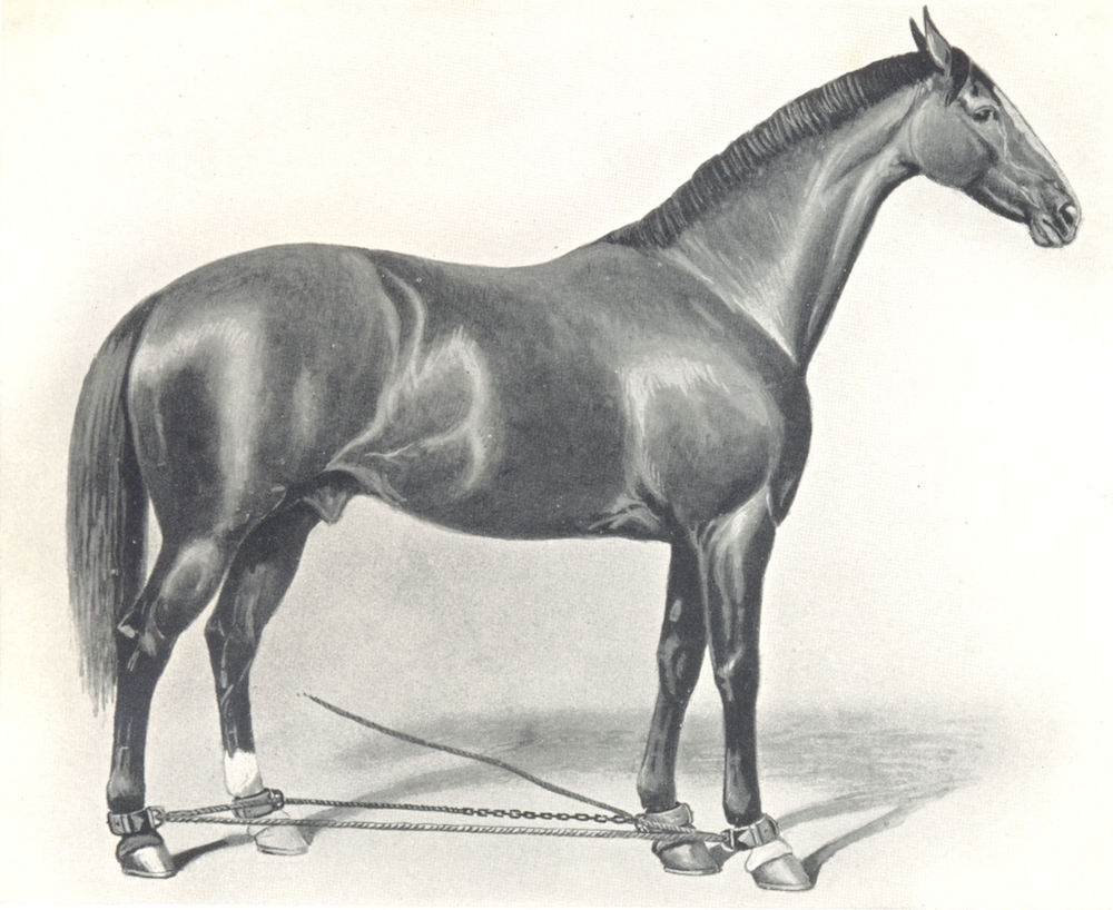 Associate Product HORSES. Horse Hobbled 1912 old antique vintage print picture