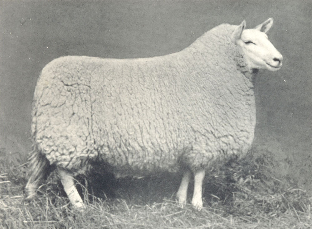 Associate Product SHEEP. Cheviot Gimmer, 1st Prize winner at H&AS show, 1907 1912 old print