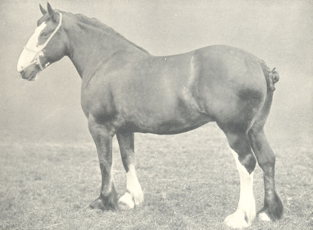 Associate Product HORSES. Clydesdale Mare-"Pyrene" female Champion at H&AS show, 1906 1912 print