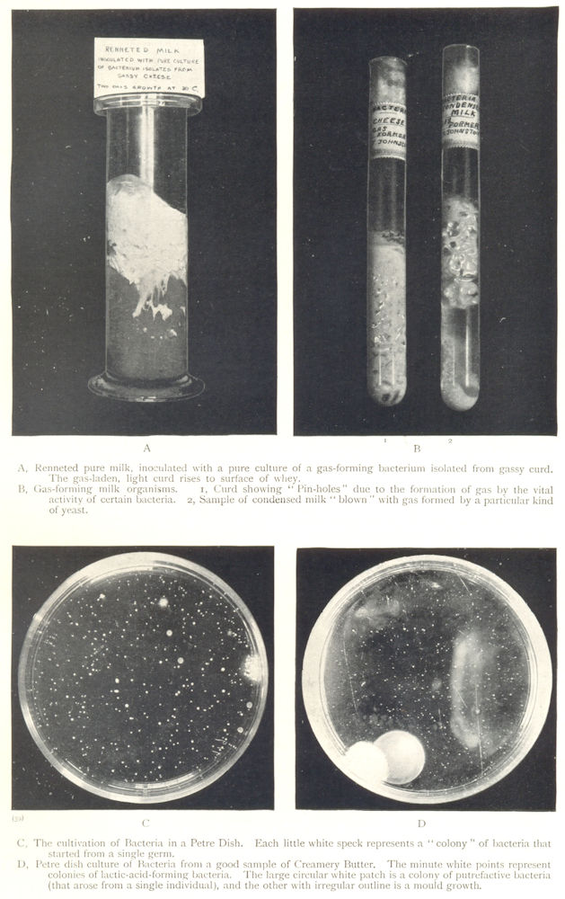 Associate Product DAIRY BACTERIOLOGY. Renneted pure milk. Gas-forming organisms; Bacteria 1912