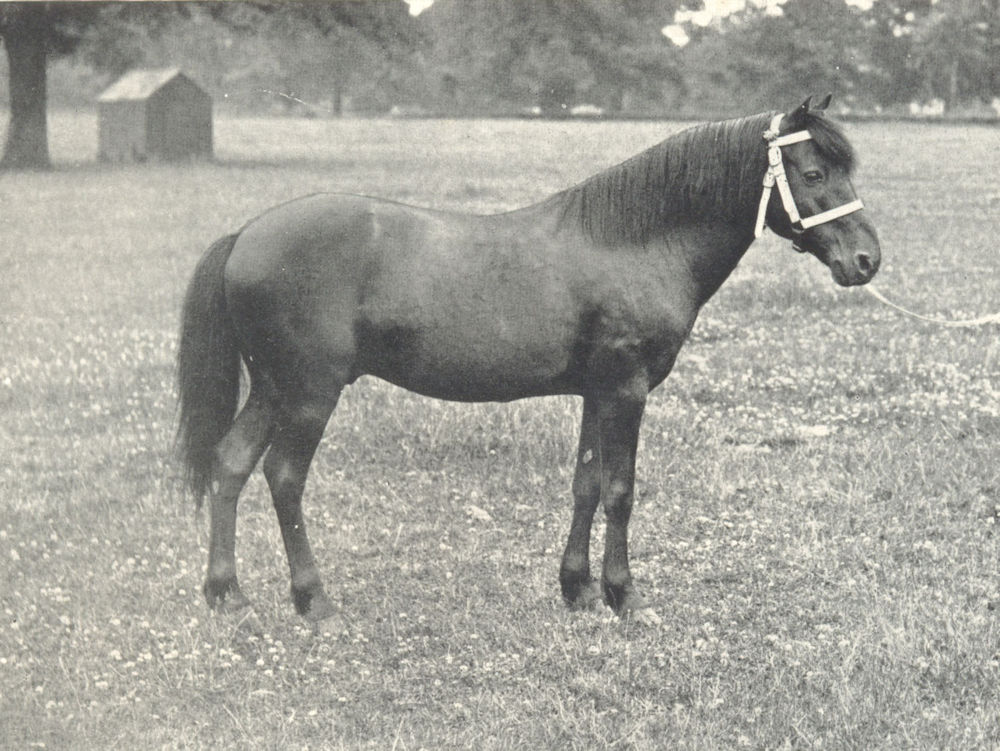 Associate Product HORSES. Dartmoor Pony Stallion-"Goldfinder" 1912 antique print picture
