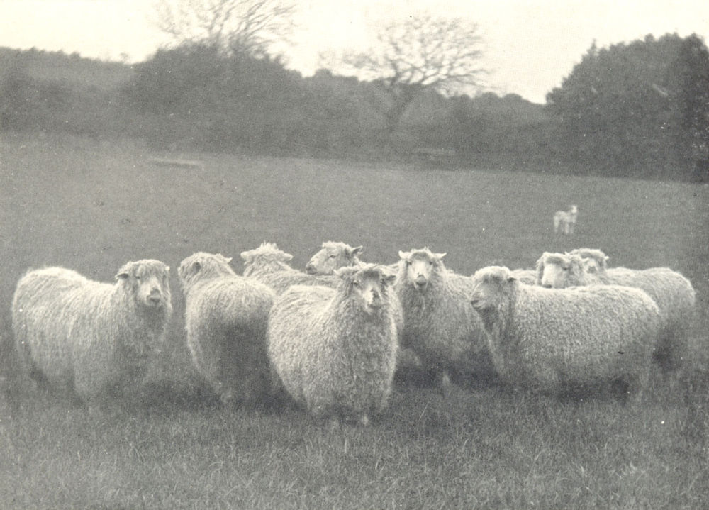 Associate Product SHEEP. Group of Dartmoor Sheep 1912 old antique vintage print picture