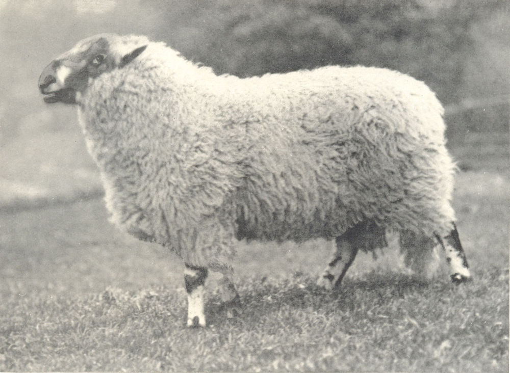 Associate Product SHEEP. Champion Derbyshire Gritstone Ram-"Errwood Challenger" 1912 old print